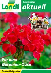 Angebote von Baumärkte & Gartencenter in Lausanne | LANDI - Geranien in Landi | 1.5.2023 - 31.12.2023